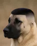 Emmosh