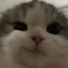 edywow