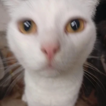 NihilistKedi