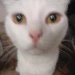 laptopkedi