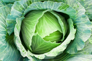JCabbage - Kick Charts