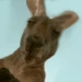 TinoPlug