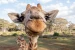zuzusko