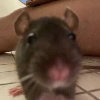 BabyYouAintToby