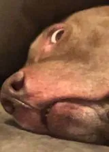 ZedynTV