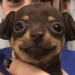 mrmezdekeci