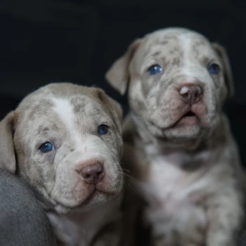 DifferentClothKennels