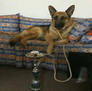 APO_SIKEN_HEMDE_GOTTEN