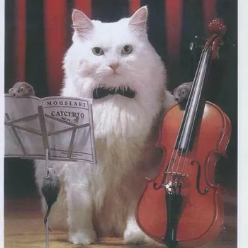 DOcatMI