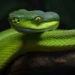 snakeeew