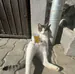 La_Manteca_Magica