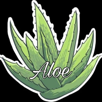pashaaloe