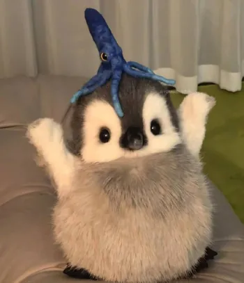 cooteecoola