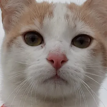 GatoMontess