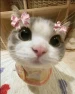 thetoshira