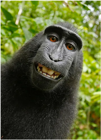Mangora