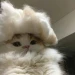yepaw