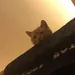 zxcaoticc