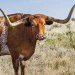 MooCowHeal