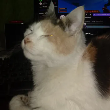 loqero_punk_gamer