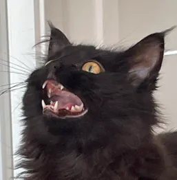 blequ