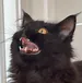 blequ