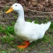 Patitout