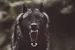 BlackWolf_Rust