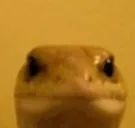 mefjuf