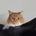 Giaco_13