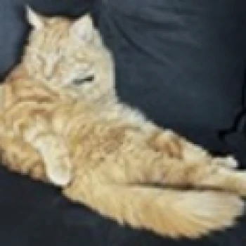 nttzen