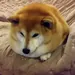 ImCookie435