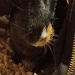 Gnokki