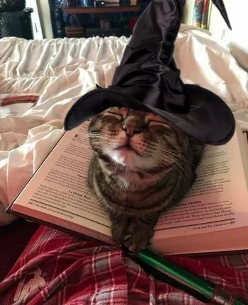 Meowadison