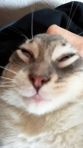 ogzaibor