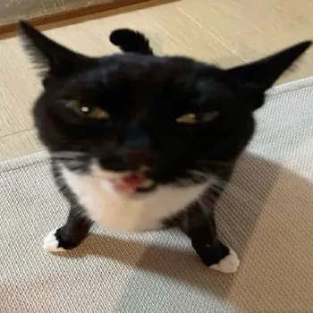 zLawty