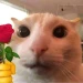 momiavive