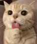 SrCATT