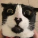 zuleta