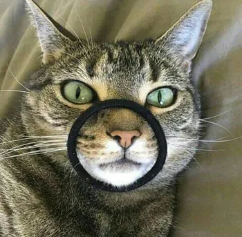 Feliyopo