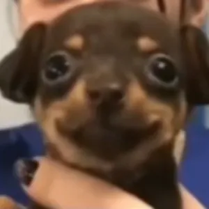 Kick Profile Pic
