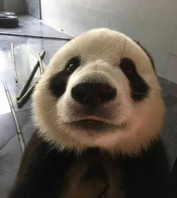pandeisito