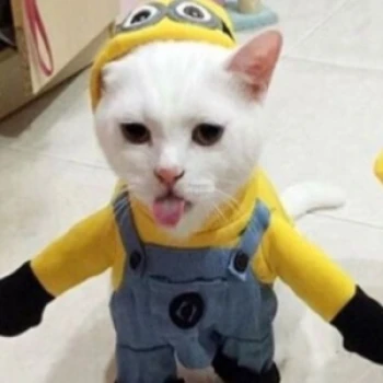 AvruRp