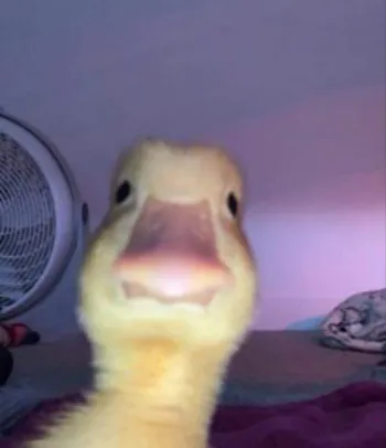 KaczorPLZ