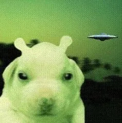 dogegamer3000