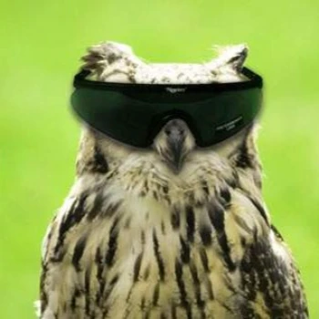 Halojey