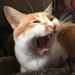 SuperBigPeanut Kick
