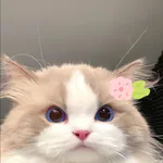 draftchoco avatar