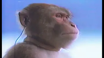 Pavelsenpai