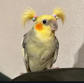 Morthra